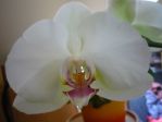 Az jjldet orchidem.jpg