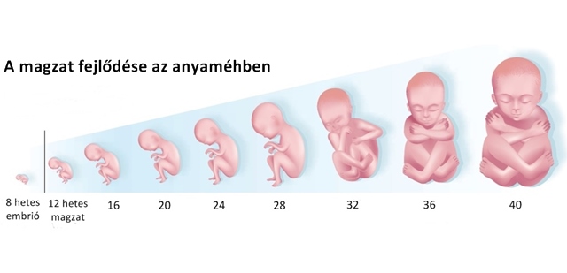 hány hétre születik a baba yaga