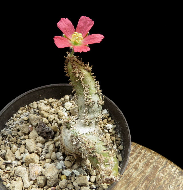 Sarcocaulonpeniculium (kaktusz)