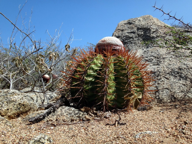 Dinnyekaktusz (Melocactus)