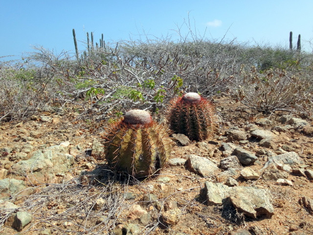 Dinnyekaktusz (Melocactus)