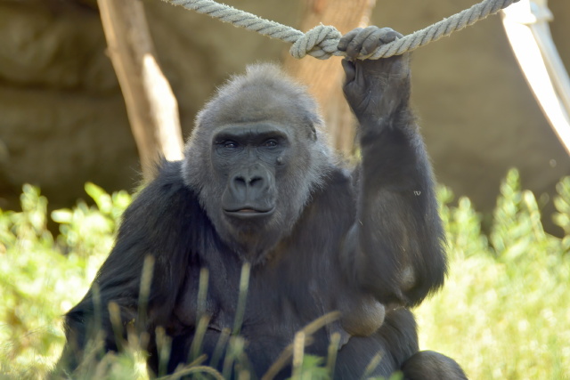 Liesel gorilla ssejtterpija