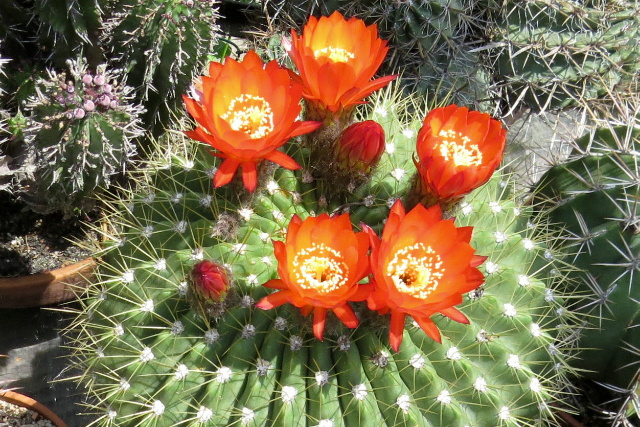 szi Orszgos Kaktuszkillts s Vsr az ELTE Fvszkertben