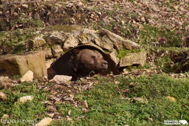 Budakeszi Vadaspark