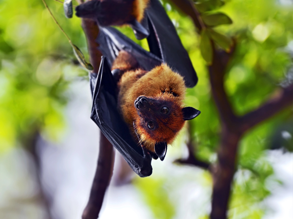 Nipah-vírus Indiában, riasztás a reptereken. Kell-e ettől félned Magyarországon? Nipah-vírus Indiában, riasztás a reptereken. Kell-e ettől félned Magyarországon?