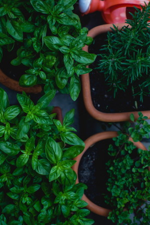 Gardenexpo 2019 - Fűszernövények