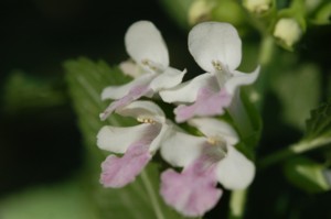 Melittis Melissophyllum (Erdei 
méhfű)