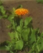 /gallery/community/pictures/thumbs/4859cikk2-calendula_w140_h105.jpg