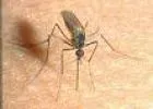 Szúrós (nem csípős!) szúnyogológia