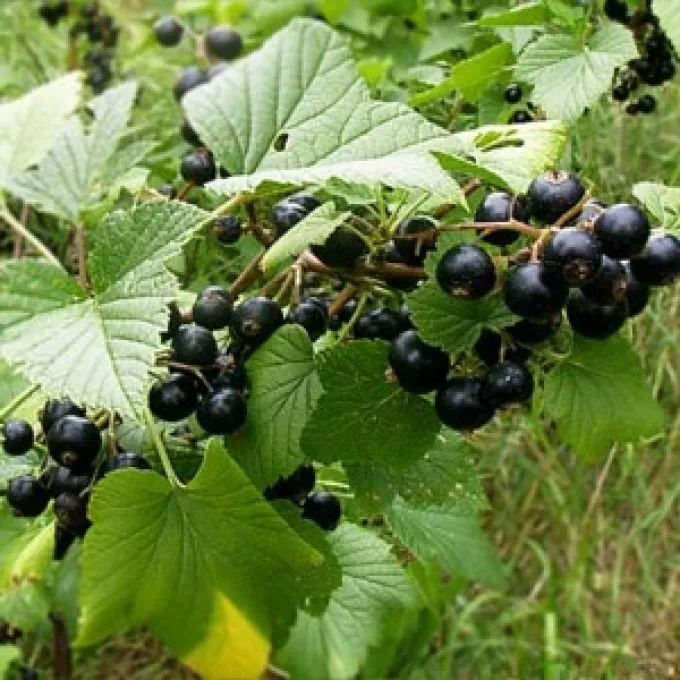 A friss gyümölcsök enyhíthetik az asztmát