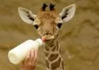 Zsiráfborjú az év első újszülöttje a Fővárosi Állatkertben - VIDEÓ