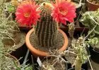 „50 éves az MKOE” Jubileumi Országos Kaktuszkiállítás, Szimpózium és Vásár a Magyar Kaktuszgyűjtők Országos Egyesülete szervezésében szeptember 10-12-ig az ELTE Füvészkertben - Nyereményjáték!
