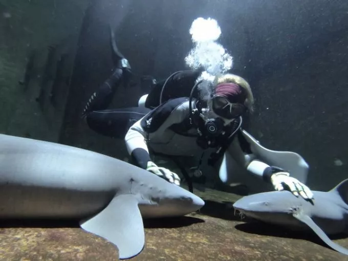 A Budapesti Állatkert megmutatja a cápák valódi arcát