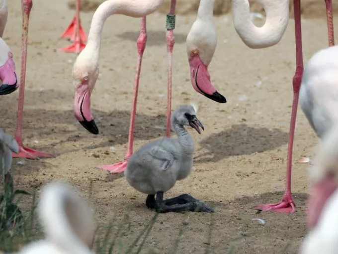 Egymás után kelnek ki a flamingófiókák az Állatkertben