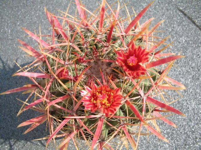 Pozsgásnövények csodálatos világa - Kaktuszkiállítás és Vásár az ELTE Füvészkertben május 31-június 2-ig - Nyereményjáték!
